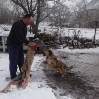 Битва собаки с волками шерстью. :: Паш Папикян