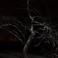 Ночное дерево :: Алексей Петропавловский