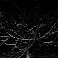 Ночное дерево :: Алексей Петропавловский