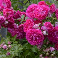 Плетистая роза :: Нина Синица