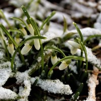 04 ФЕВРАЛЯ 2020 ГОДА...Первые подснежники! :: Ольга Митрофанова