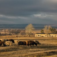 Деревенский пейзаж. :: Людмила 