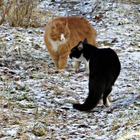 Еще не март,а уже разборки  между котами! :: Ольга Митрофанова