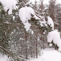 В белых шубах :: Денис Бочкарёв