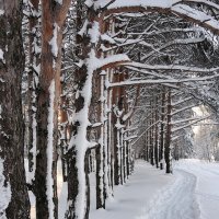 Тропинка в заснеженный лес :: Николай Белавин