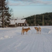 "привет!" - "привет друг мой" :: Георгий А