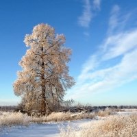 Липа вековая морозной зимой :: Анатолий Мо Ка