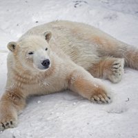 *** :: Владимир Габов