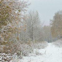 Первый снег. :: Инна Щелокова