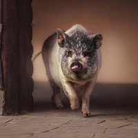 Pig :: Валерий Михневич