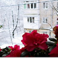 Какой же февраль без снега :: Людмила 