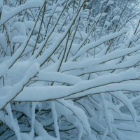 ветки в снегу :: Аркадий Баринов