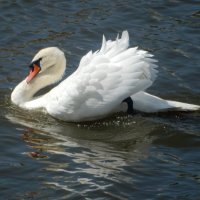 Белый лебедь на пруду... :: Наталия 