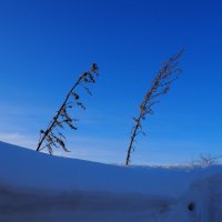 трава в снегу :: Василий Щербаков