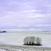 "Діброва серед польових ланів" :: Ростислав Кухарук