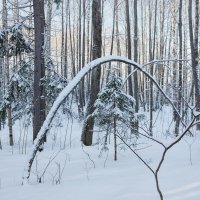 Зимний лес :: Алексей Петропавловский