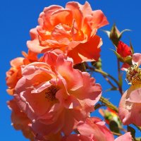 Роза  floribunda "Westerland" :: wea *