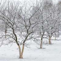 Зимний сад. Белым сном деревья спят. :: Анатолий. Chesnavik.