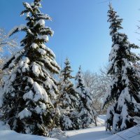 Водили ели хоровод!.. :: Лидия Бараблина