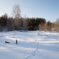 Следы на снегу. :: Анатолий Грачев