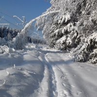 Снежная и замороженная :: Вероника Камилова