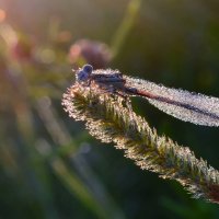 В лучах восходящего солнца :: Татьяна Каневская