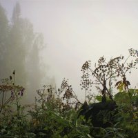 Зонтики в тумане :: Сергей Чиняев 