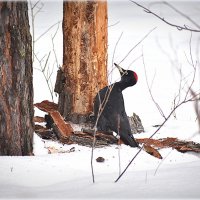 Желна. :: Александр Шимохин