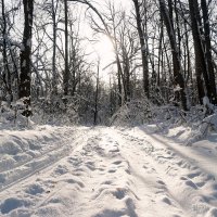 Мороз и снег, и день чудесный! :: Андрей Заломленков