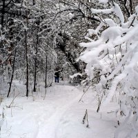 Чёрно-белая зима... :: ВикТор Быстров