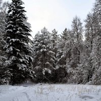 Чёрно-белая зима... :: ВикТор Быстров