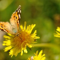 Butterfly :: Андрей Вестмит