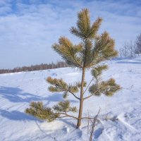 В одиночестве :: Алексей Сметкин