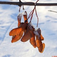 Зарисовки февраля.. :: Андрей Заломленков