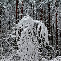 Кружева. :: ВикТор Быстров