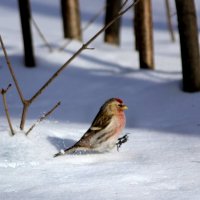 На скорости по снегу :: Ната Волга