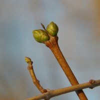 Сирень в феврале... :: Юрий Куликов