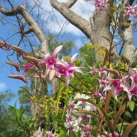 остров орхидей,Вьетнам :: Елена Шаламова