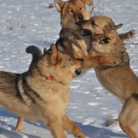 - Девушка, я не танцую! - А придётся! :: Елена Глебова