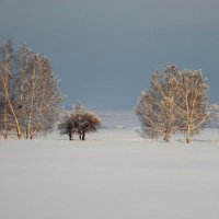 Деревья в инее сверкают- красива ты всё же, зима! :: nadyasilyuk Вознюк