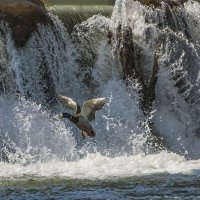 Утренний полет.. :: Валентин Амфитеатров 