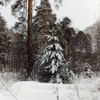 Февральский пейзаж :: Наталья Т