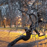 Вечером в парке :: Наталья Герасимова