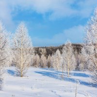 Среди берёз :: Любовь Потеряхина