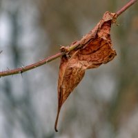 Вцепился. :: Анатолий. Chesnavik.