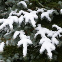 Снег на голубой ели :: Милешкин Владимир Алексеевич 