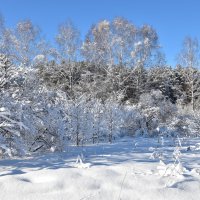 Февраль, в солнечный день) :: Владимир Звягин