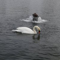 А белый лебедь на пруду... :: Ольга 