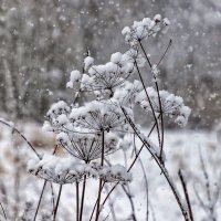 А снег идёт. :: Анатолий. Chesnavik.