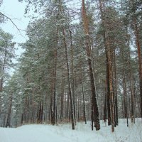 Сосновый лес :: Raduzka (Надежда Веркина)